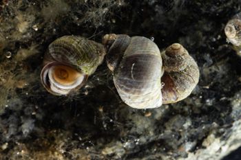 Media type: image;   Malacology 413373 Description: Live specimen image, in situ.;